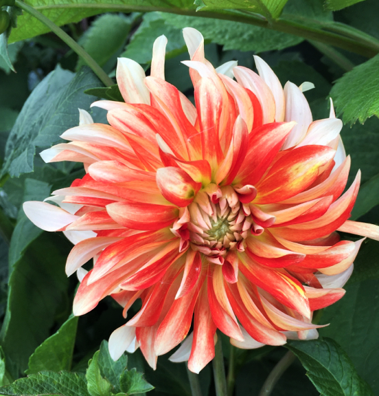 Dahlia Penny Lane